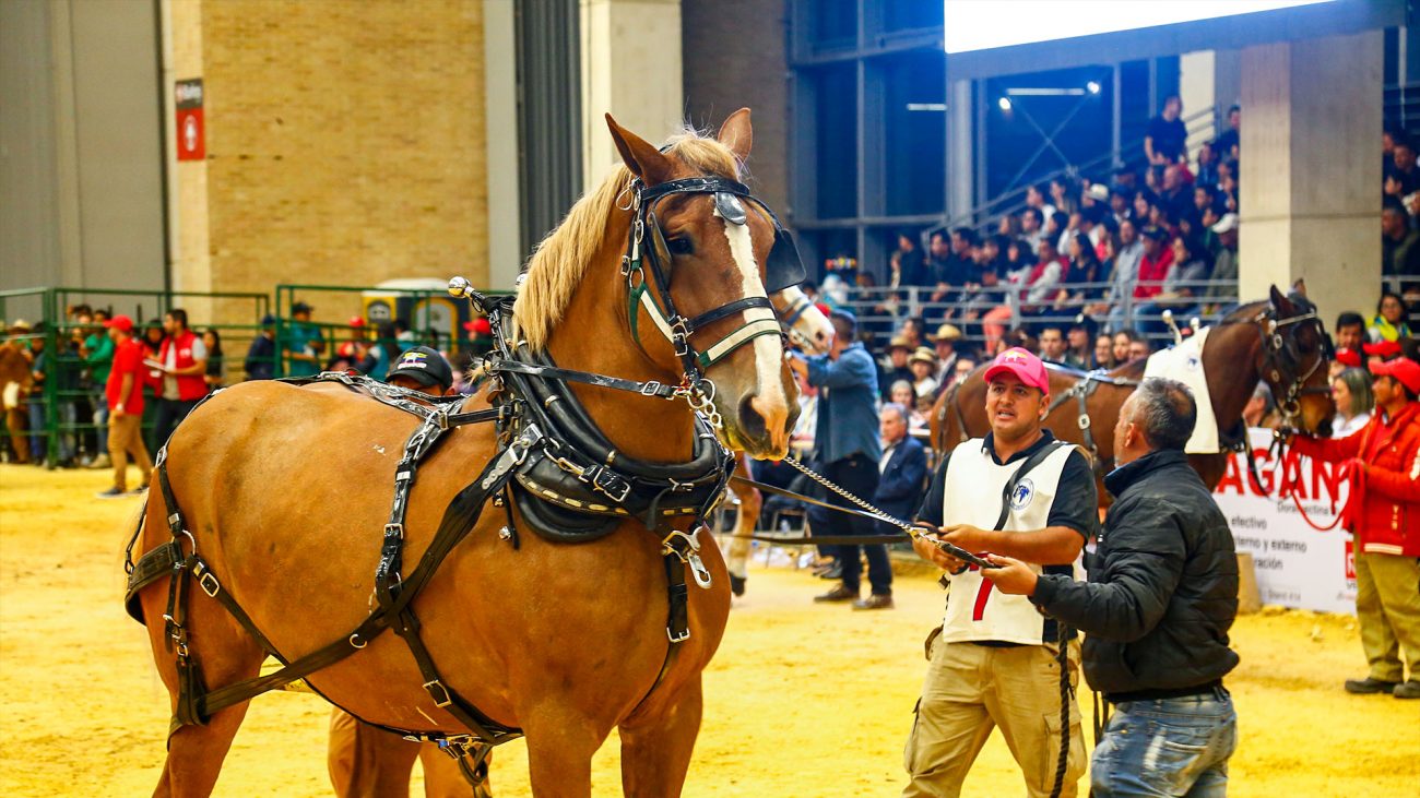 Agroexpo 2021: la feria presencial que trae el campo a la ciudad