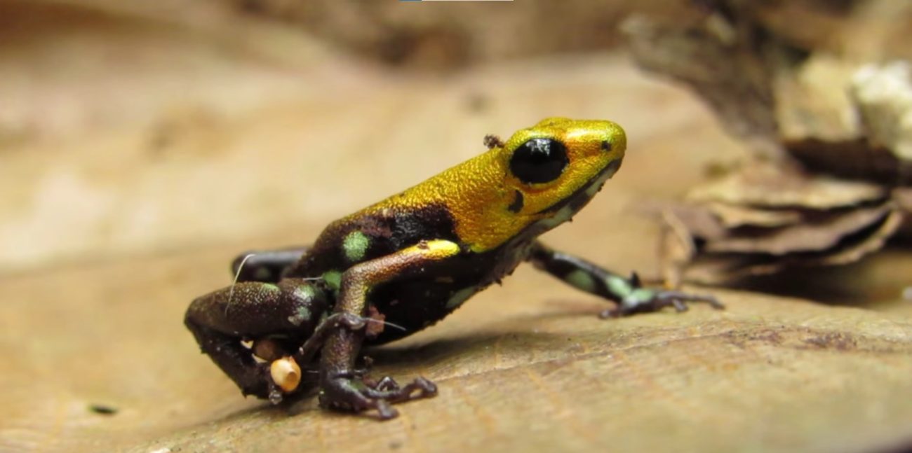 Andinobates supata: nueva especie de rana descubierta en Cundinamarca