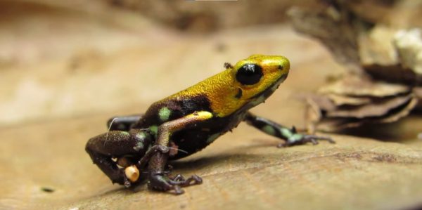 Andinobates supata: nueva especie de rana descubierta en Cundinamarca