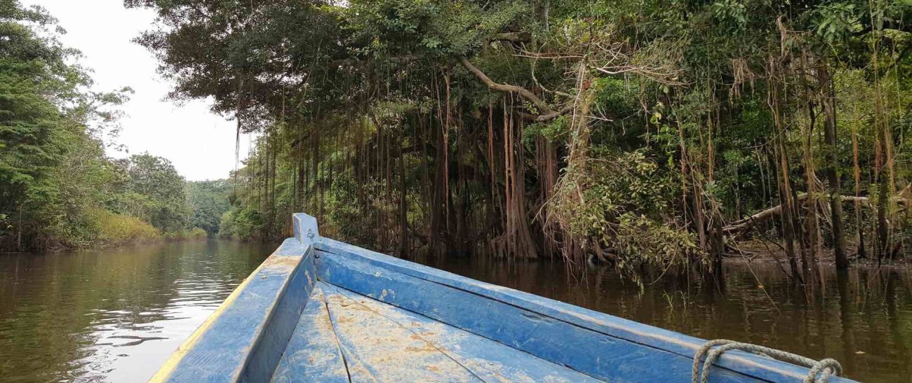 Descubren 36 posibles especies en el Amazonas