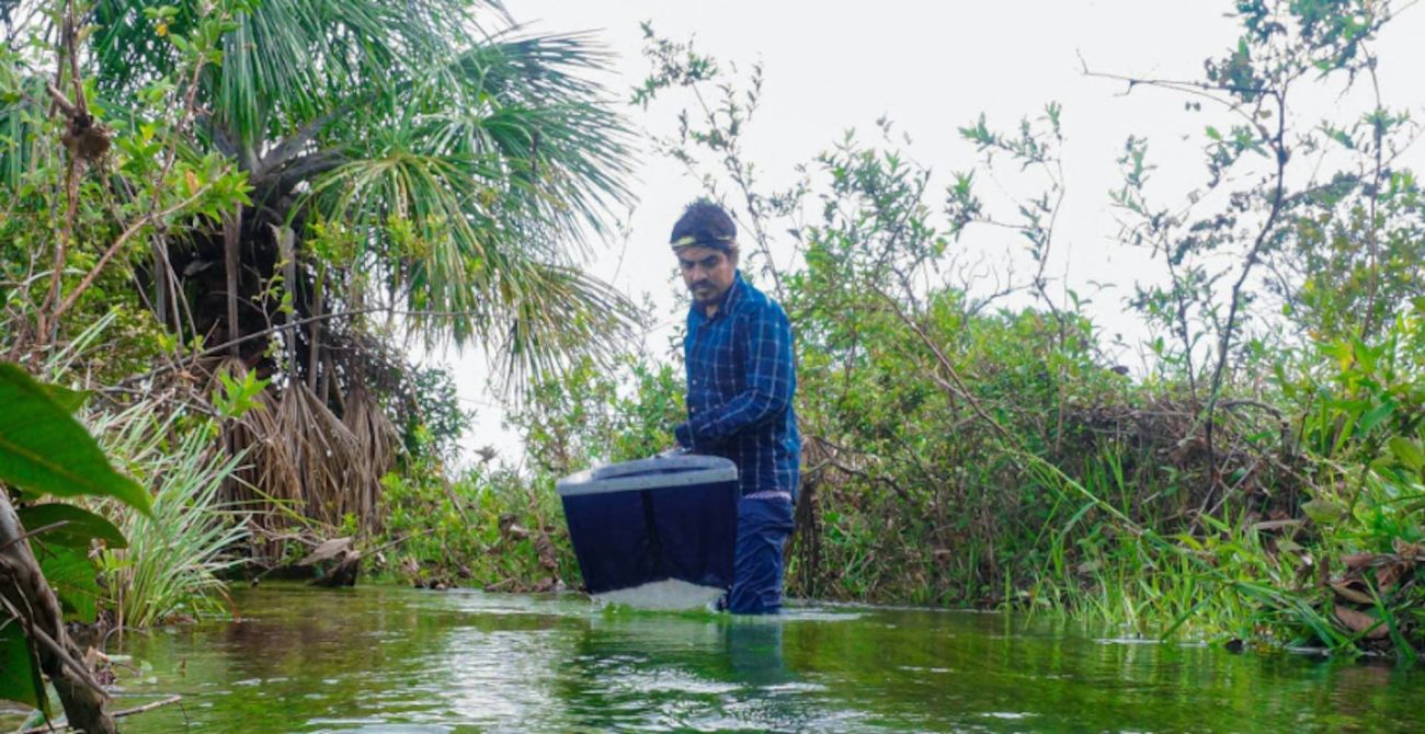 El departamento del Vichada tiene un nuevo insecto acuático