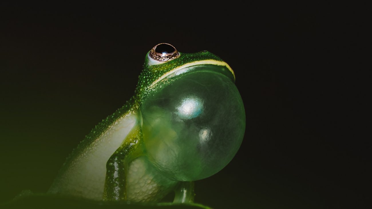 El mundo ha perdido el 68% de sus animales, revela informe de WWF