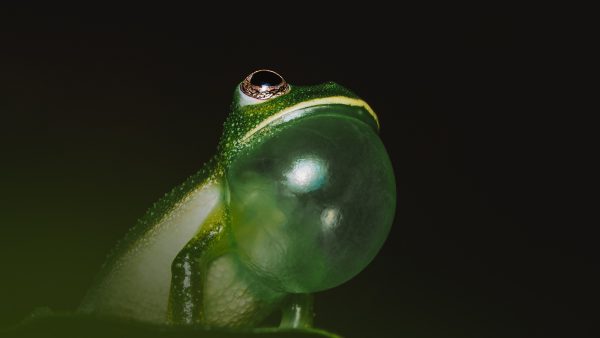 El mundo ha perdido el 68% de sus animales, revela informe de WWF