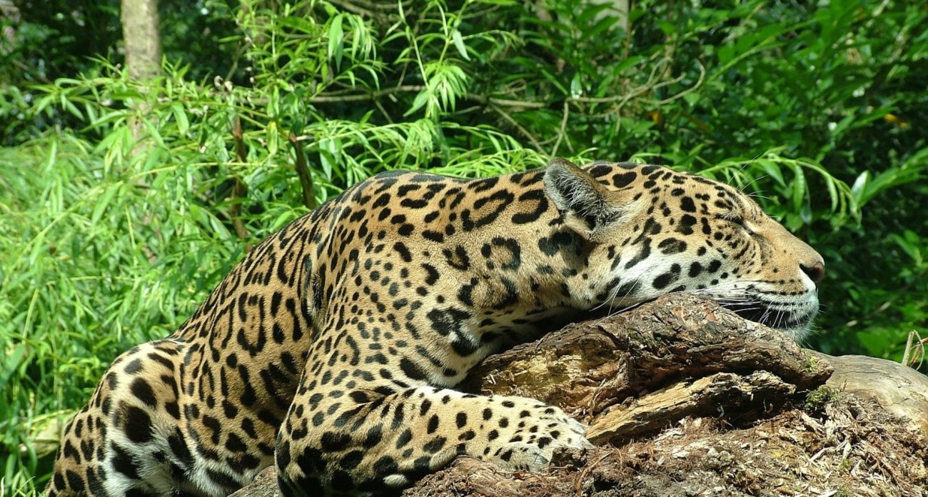 Chivor en Boyacá… ¿Tierra de jaguares?