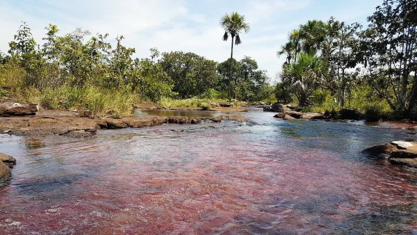 Caño Sabana, las algas rosadas que brillan en el Guaviare
