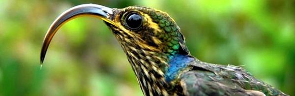 Putumayo: siete destinos para conocerlo y vivirlo