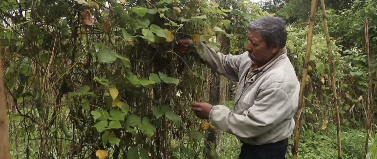 Resistencias desde una chagra por la tradición Kamëntsá