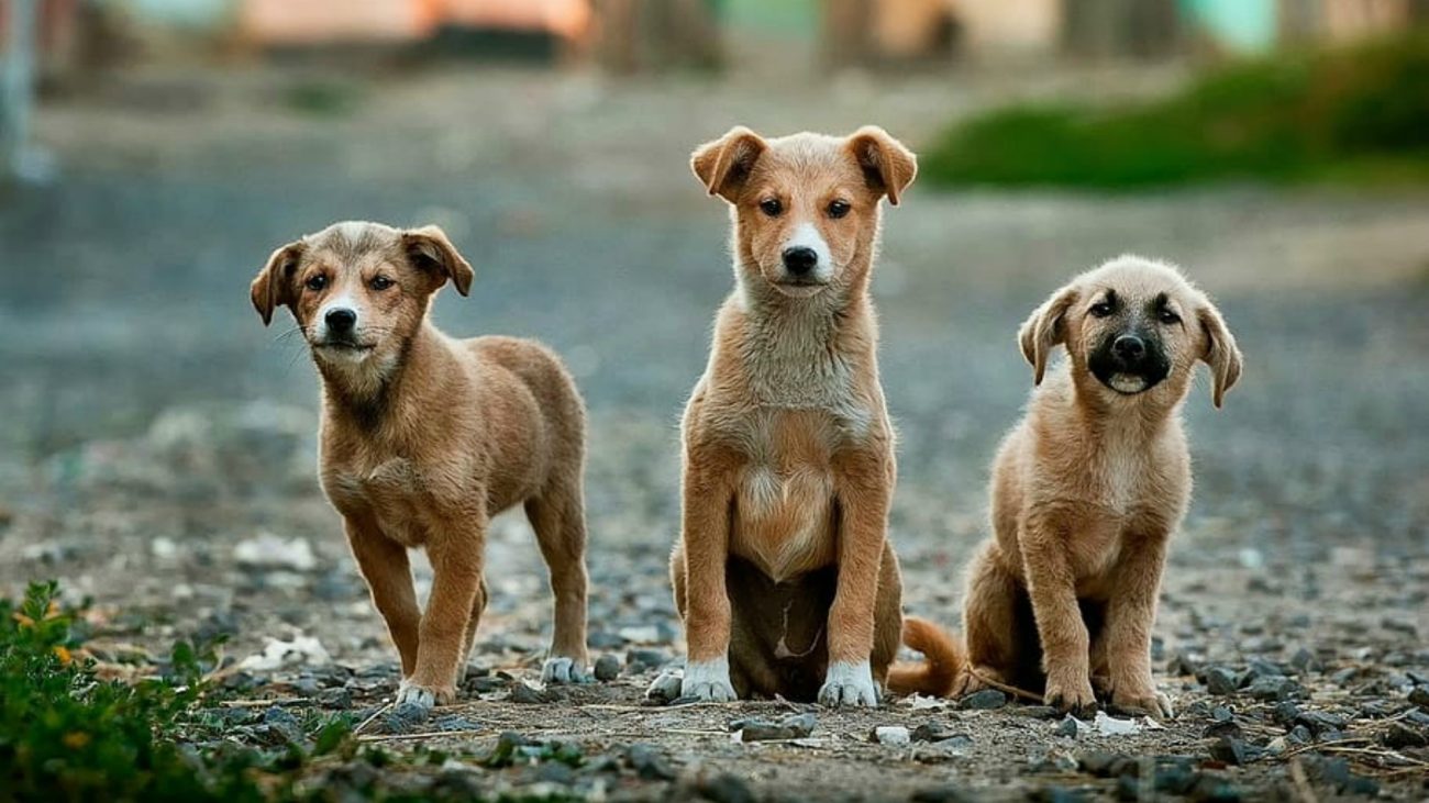 Consejos a la hora de adoptar un perro