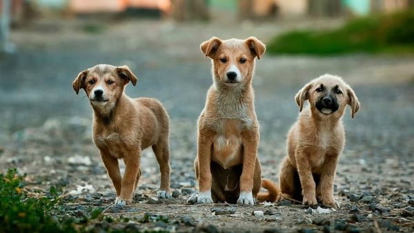 Consejos a la hora de adoptar un perro