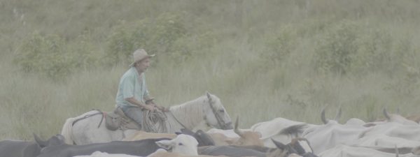 Cantos de Vaquería: los sonidos nocturnos de los Llanos