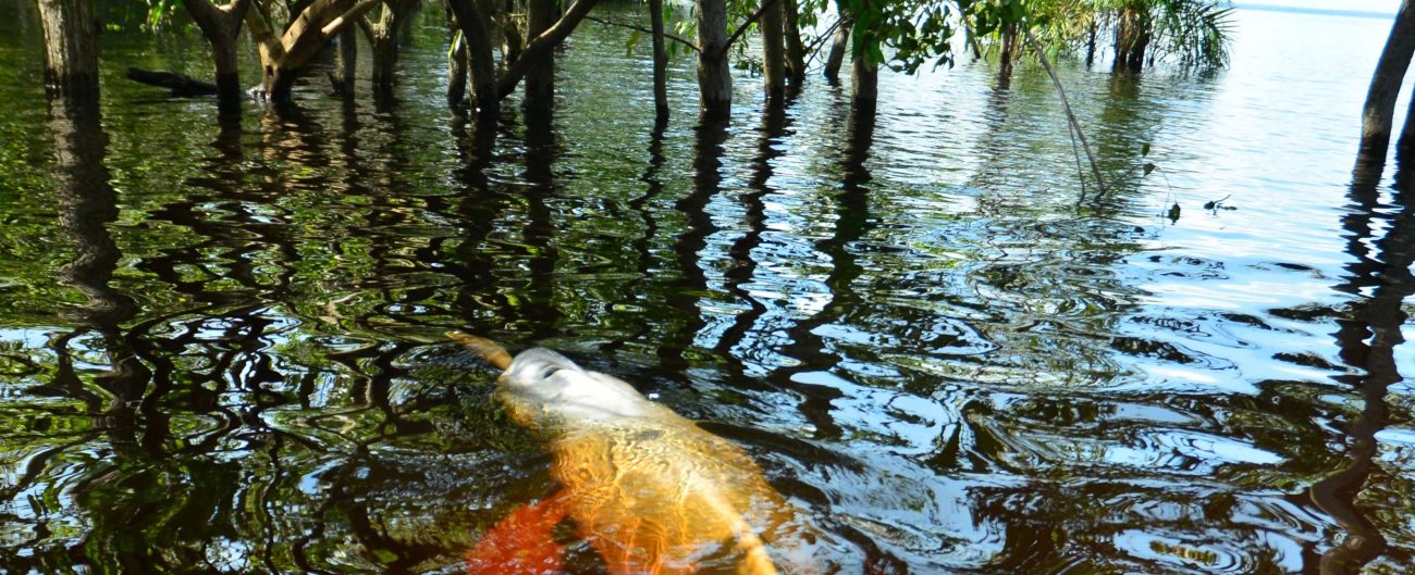 'Río abajo': el debate sobre las causas ambientales