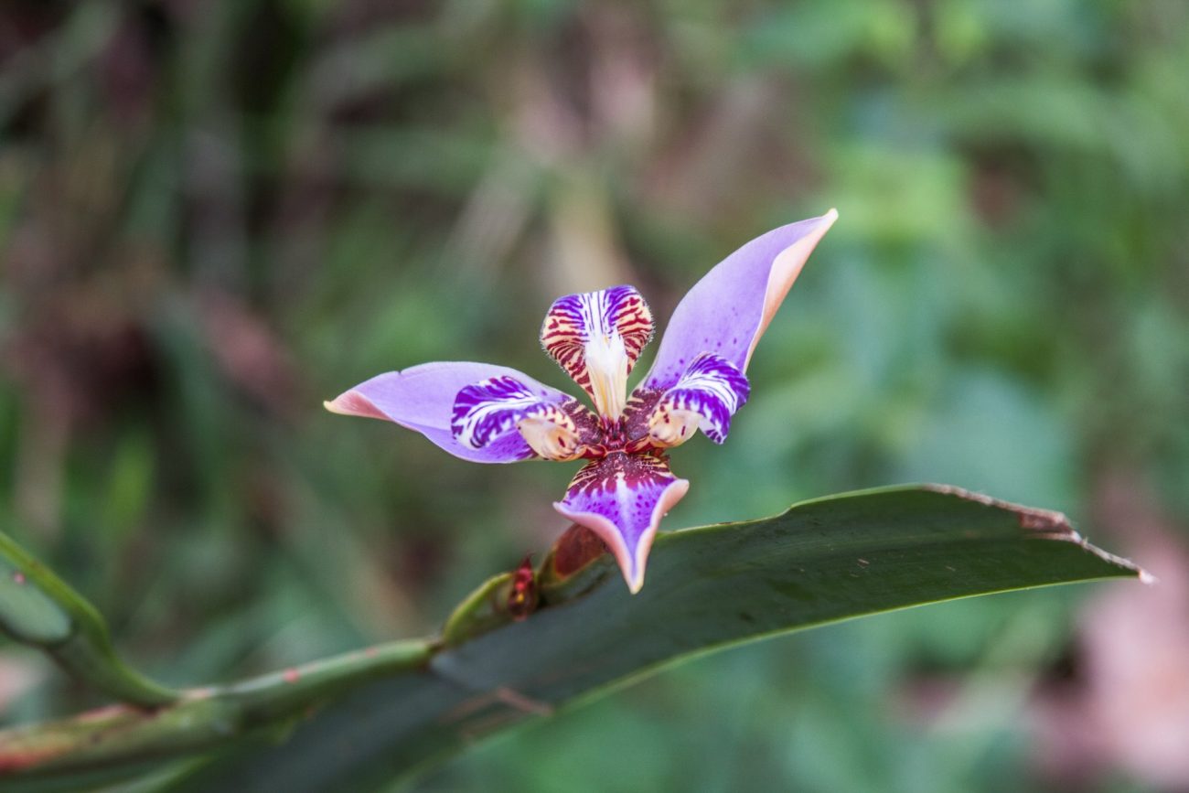 Descubren 18 nuevas especies de fauna y flora en Vaupés