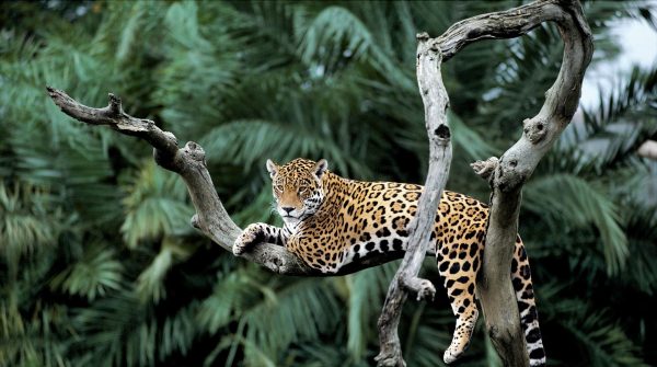 Día Internacional del Jaguar: WWF invita a conservar al felino