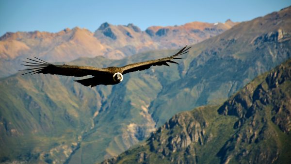 Bandas y artistas que trabajan en pro del medio ambiente