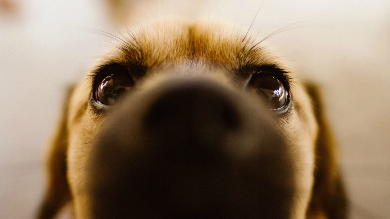 Día mundial del perro