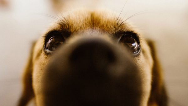 Día mundial del perro