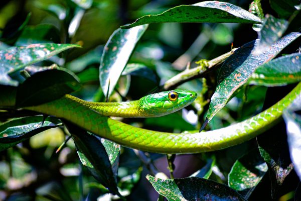 La megadiversidad colombiana, anfitriona del Día Mundial del Medio Ambiente