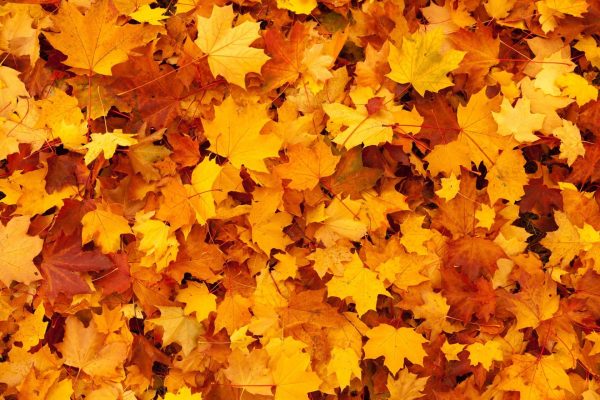 ¿Qué es el equinoccio de otoño? Fechas y curiosidades