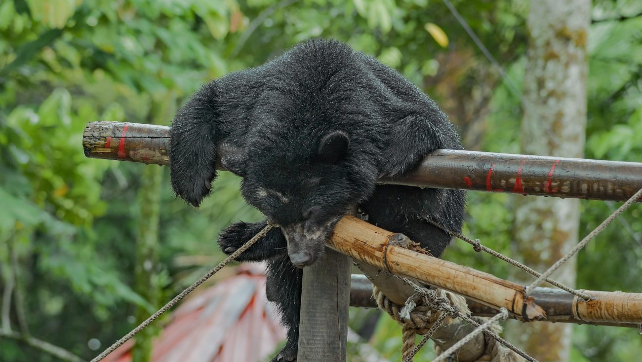 ‘Especies’, de Canal Trece y El Tiempo, gana el Premio Amway de periodismo ambiental
