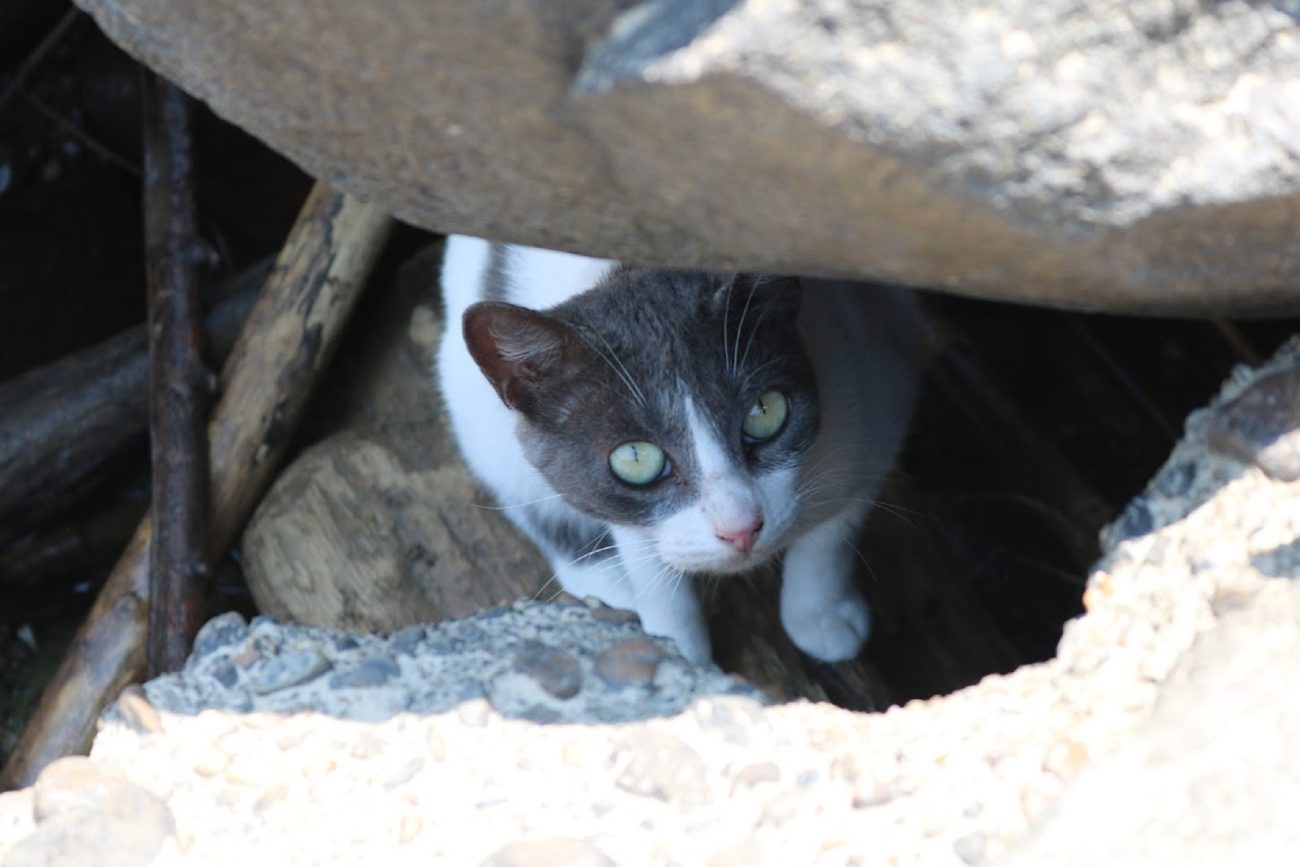 2021 gatos y perros serán esterilizados en 2021... con tu ayuda
