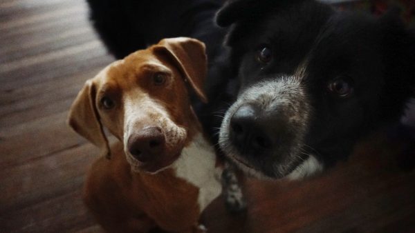 Cómo solicitar la esterilización de tus mascotas