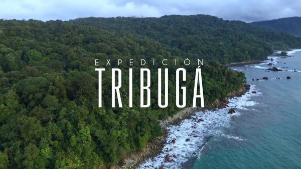 Mira el documental 'Expedición Tribugá' para conocer las riquezas del golfo