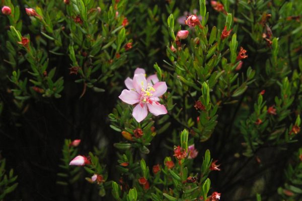 Boyacá: más vivo que nunca