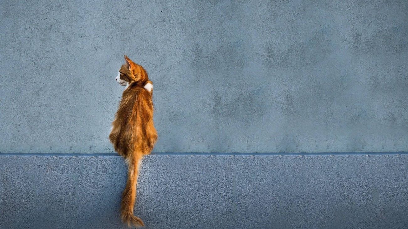 ¿Cuándo es el día internacional del gato?