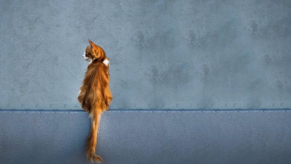 ¿Cuándo es el día internacional del gato?