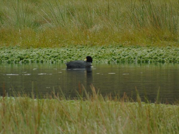 Concurso de fotografía de Fauna silvestre capitalina
