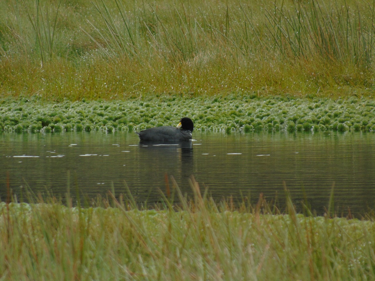 Concurso de fotografía de Fauna silvestre capitalina