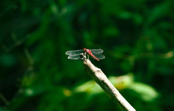 Naturaleza con derechos