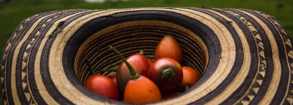 Turismo sostenible, una startup colombiana reconocida en Holanda