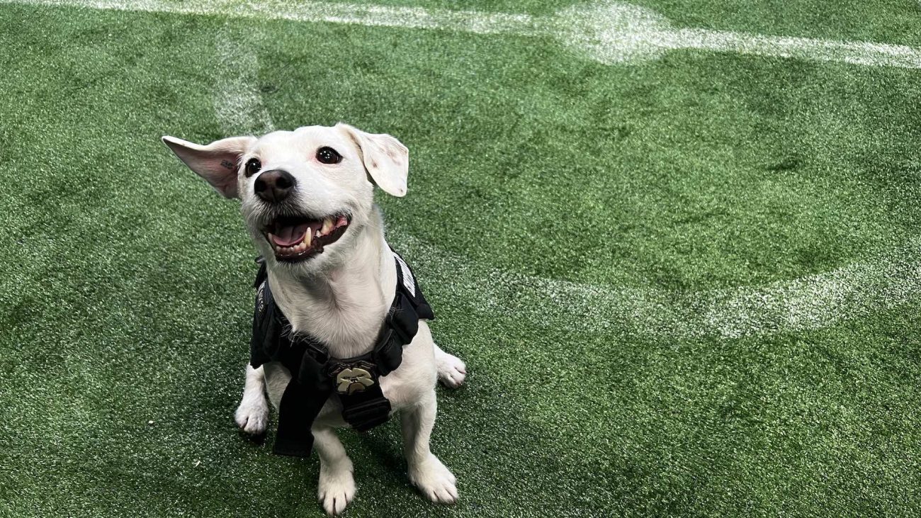 Jacko, el perro que predice los resultados de los partidos del Mundial Qatar 2022