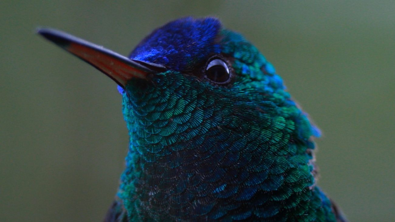 'Kuntur Marqa', el corto que hace parte del Wildlife Conservation Film Festival