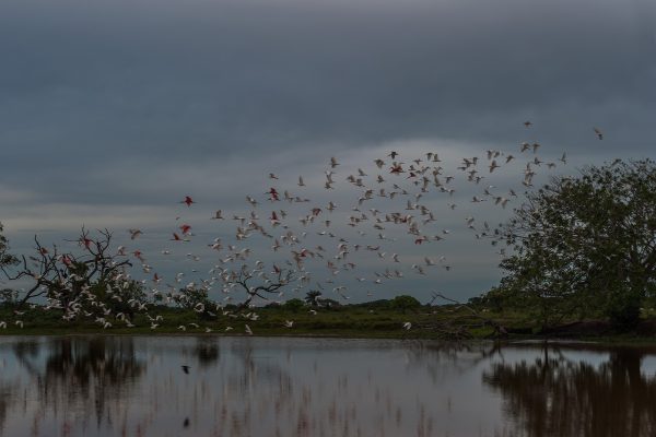 Un día para ver pájaros volando