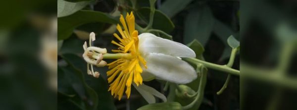 De Mariquita, la pasionaria: redescubren flor endémica luego de 230 años