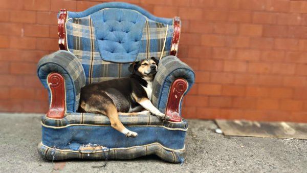 Adoptar perritos cambia vidas