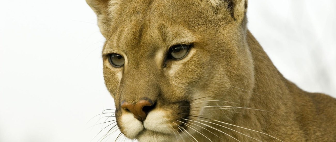 ¿Se puede detener la extinción de las especies?