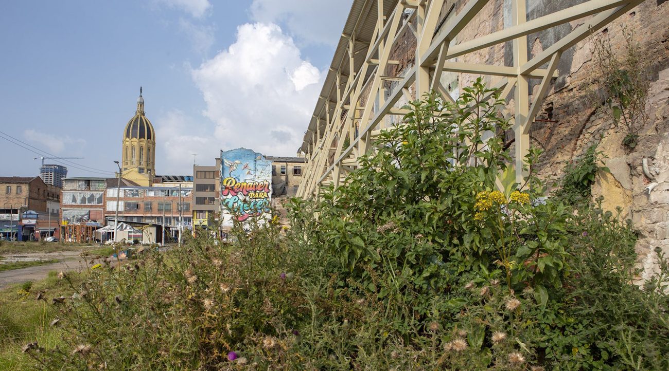 El ‘Herbario del Bronx’: hacer memoria del dolor desde las plantas que crecen entre las ruinas