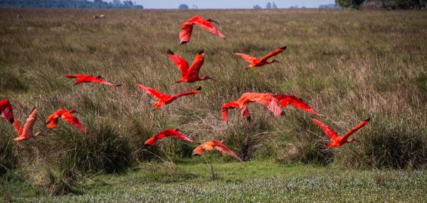 ¿Un duro en biología? ¡Participa en Sabiduría Salvaje!