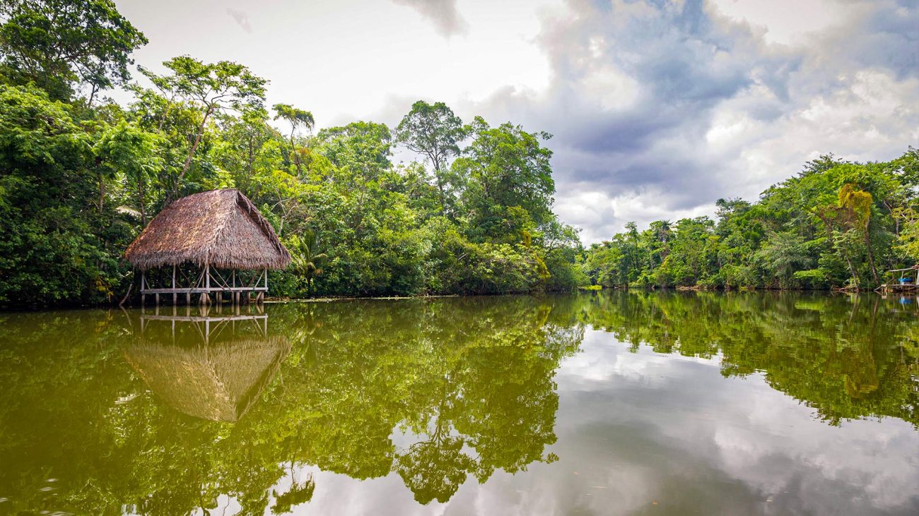 SOS Rainforest LIVE, en solidaridad con los pueblos indígenas y la selva tropical