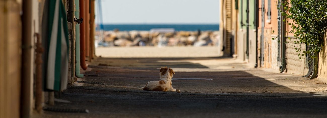 En la ciudad no, pero en los bosques tampoco: la encrucijada de los animales tras la pandemia