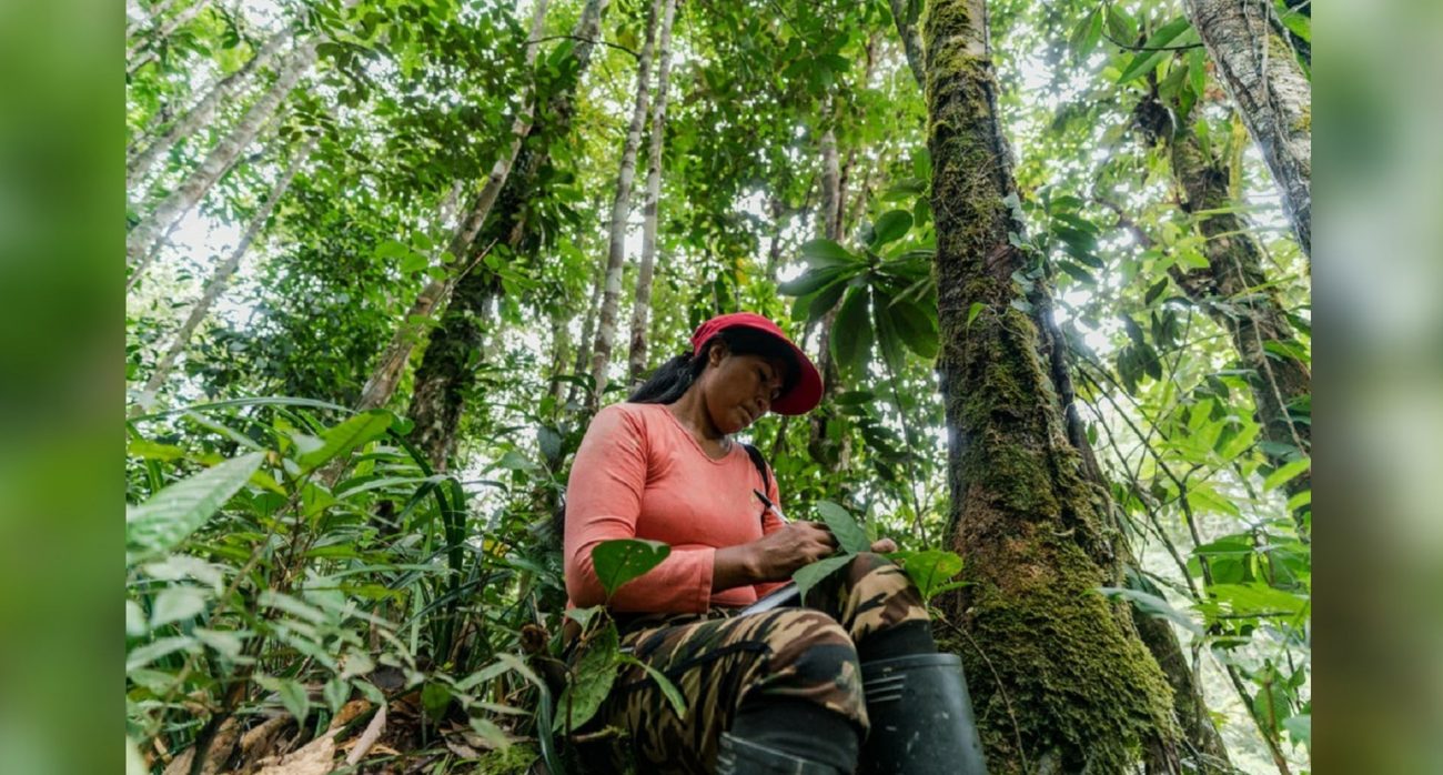 El 91% de las tierras habitadas por Indígenas y comunidades locales están en buen estado ecológico