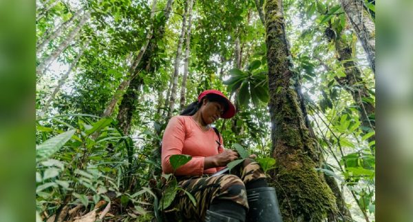 El 91% de las tierras habitadas por Indígenas y comunidades locales están en buen estado ecológico