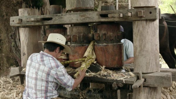 Trapiche, fique y quesos: tradiciones de pura cepa en el Guavio
