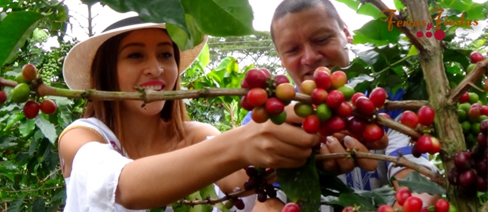 Viotá celebra su tradición cafetera