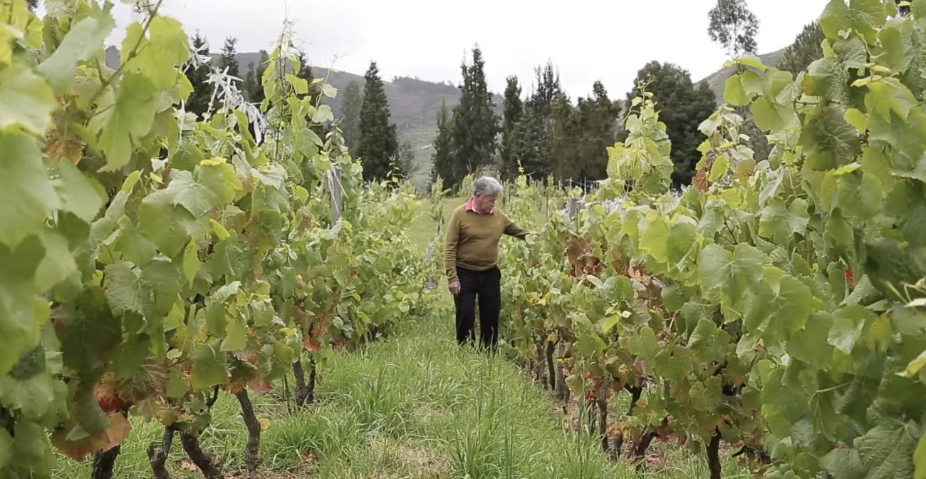 Vino de Boyacá: ¿qué genio está detrás de esta idea?