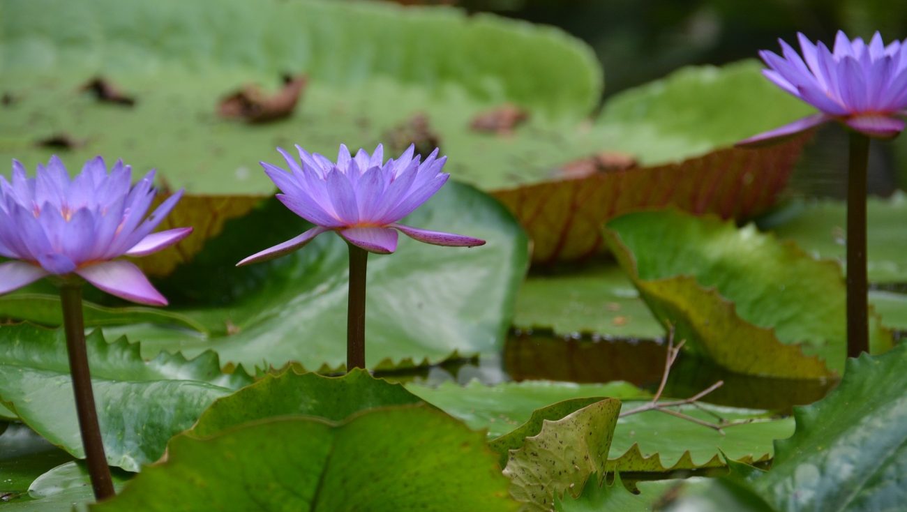Nace el parque natural Bosque de Galilea