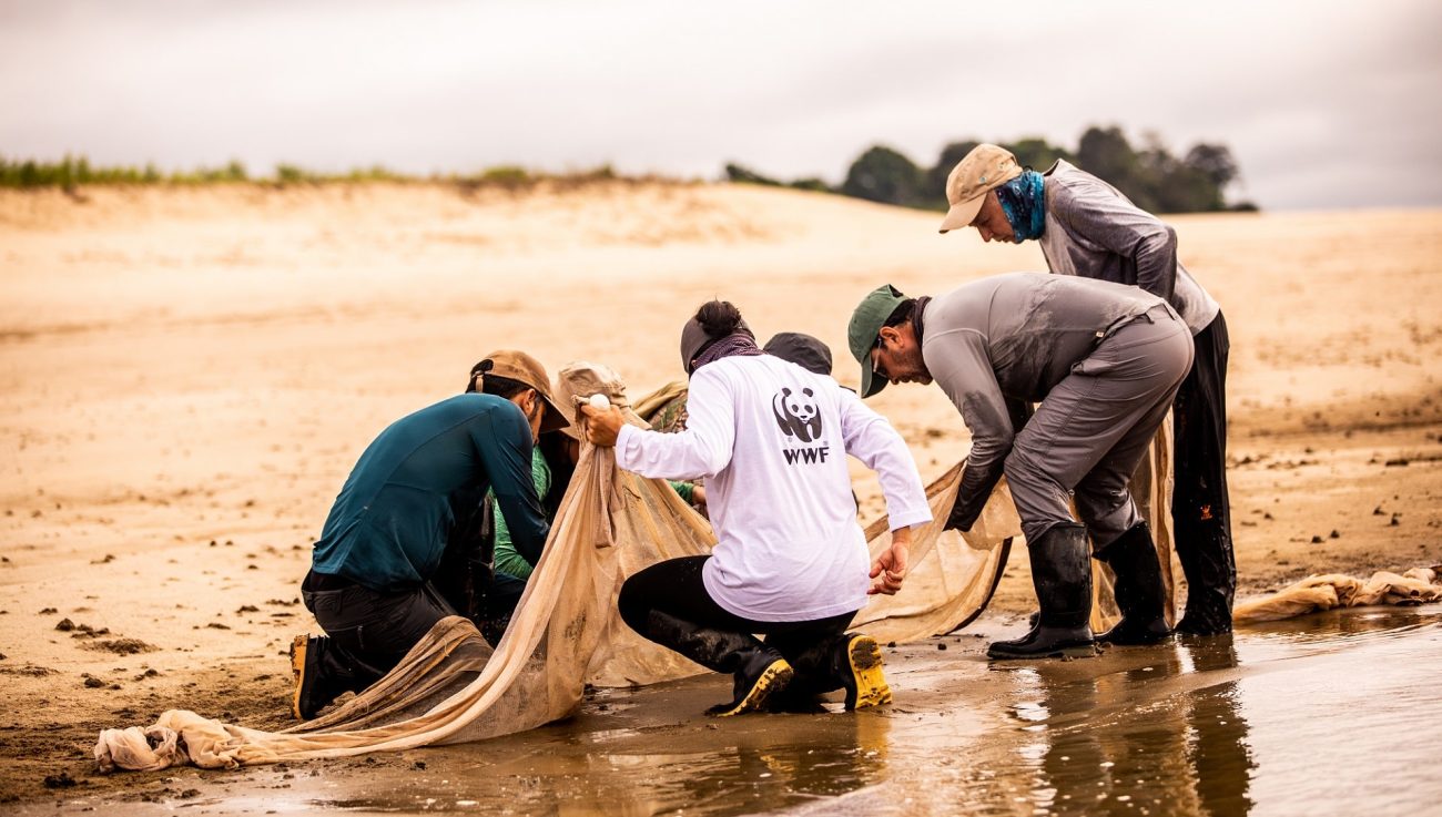 ¿Cómo están los delfines rosados en Colombia? La misión de la Expedición Guaviare 2021